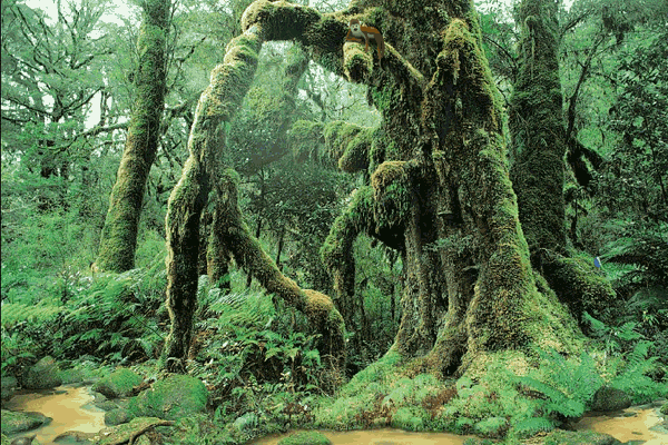 amazon ormanları